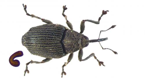 Ceutorhynchus obstrictus
